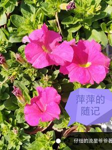萍萍儿个人资料