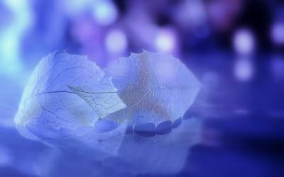 夜息草